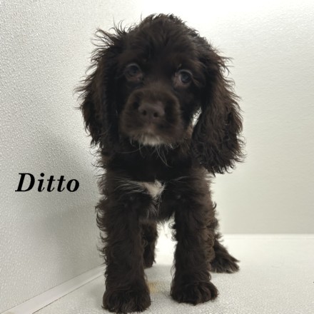 puppy, for, sale, Cocker Spaniel, Joe & Cherri  Overlease, dog, breeder, Miller, MO, dog-breeder, puppy-for-sale, forsale, nearby, find, puppyfind, locator, puppylocator, aca